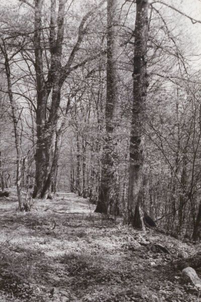 Park popałacowy w Klęcinie widok fragment alei wiązowej, 1979